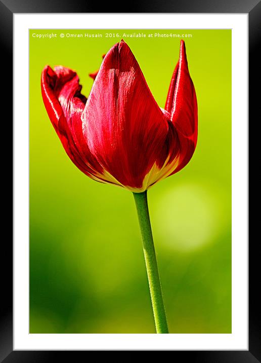Spring Red Tulip Framed Mounted Print by Omran Husain