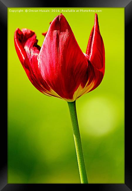 Spring Red Tulip Framed Print by Omran Husain