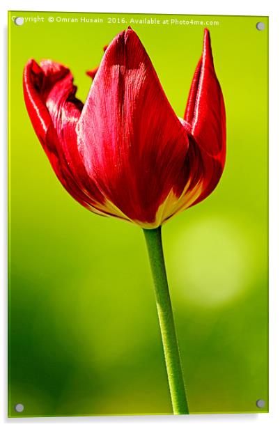 Spring Red Tulip Acrylic by Omran Husain