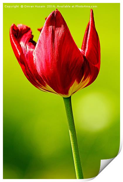 Spring Red Tulip Print by Omran Husain