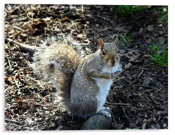 Grey squirell Acrylic by Derrick Fox Lomax