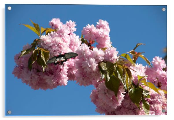 Spring Blossom  Acrylic by Irene Burdell