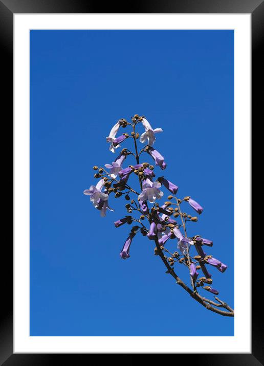 Generic blossom tree Framed Mounted Print by Adrian Bud