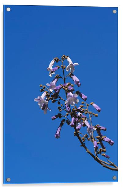 Generic blossom tree Acrylic by Adrian Bud