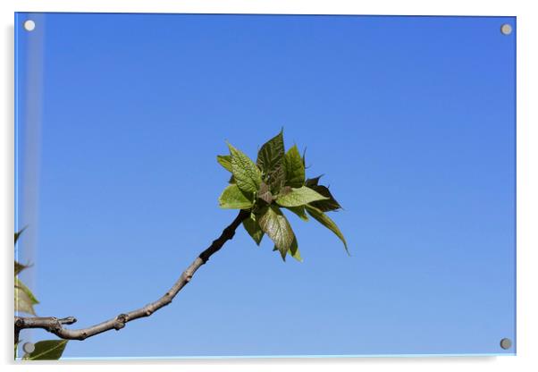 Fresh tree leaves on blu sky Acrylic by Adrian Bud