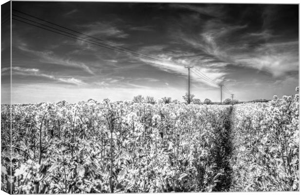 The Summer  English Field Infared Canvas Print by David Pyatt