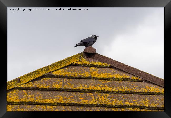 Up on the Roof Framed Print by Angela Aird
