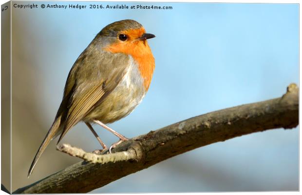 Posing Robin Canvas Print by Anthony Hedger