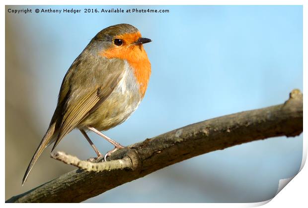 Posing Robin Print by Anthony Hedger