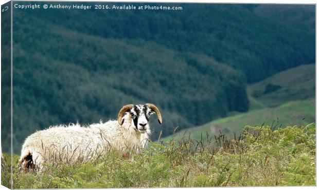 Posing Ram in Scotland Canvas Print by Anthony Hedger