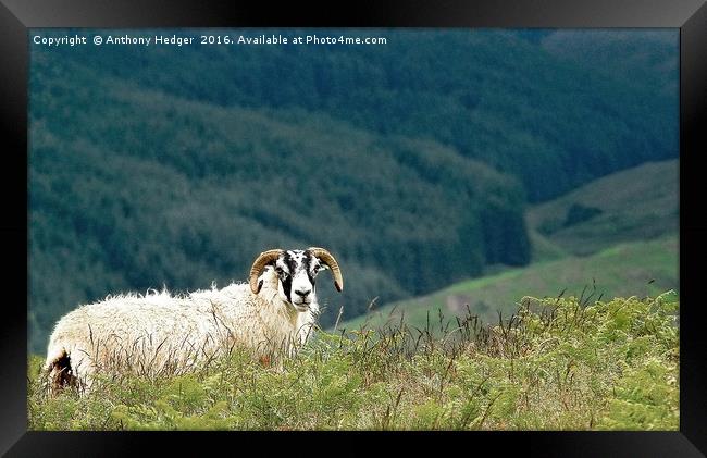 Posing Ram in Scotland Framed Print by Anthony Hedger