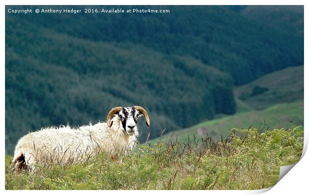 Posing Ram in Scotland Print by Anthony Hedger
