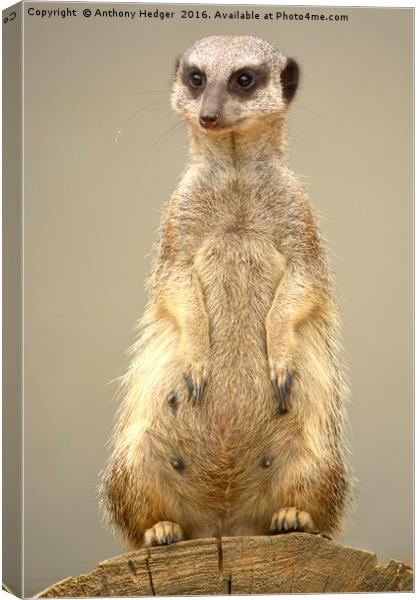 The Posing Meerkat Canvas Print by Anthony Hedger