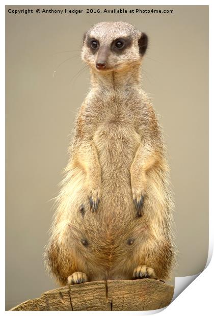 The Posing Meerkat Print by Anthony Hedger
