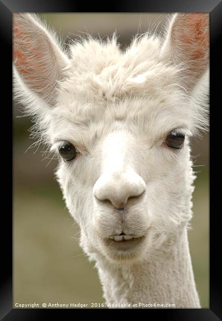 The Posing Alpaca Framed Print by Anthony Hedger