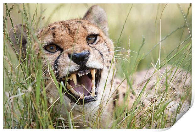 Snarling Cheetah Print by Simon Wrigglesworth