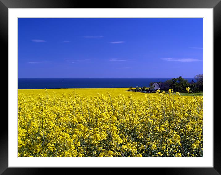 Hidden In The Rape Seed. Framed Mounted Print by Aj’s Images