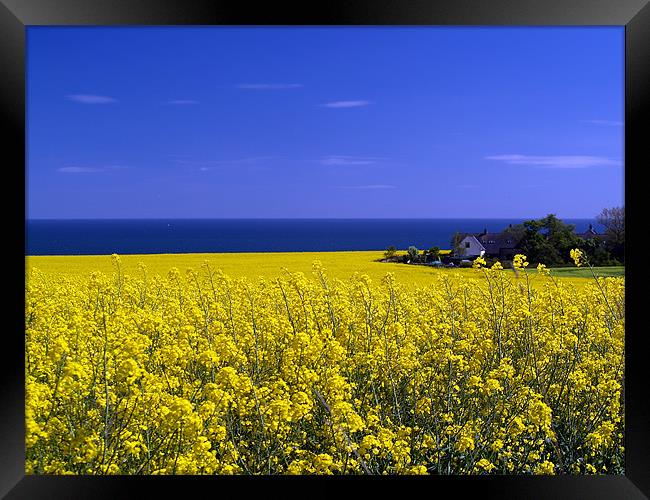 Hidden In The Rape Seed. Framed Print by Aj’s Images