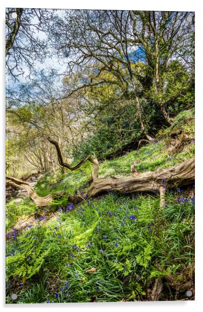America Wood Bluebells Acrylic by Wight Landscapes
