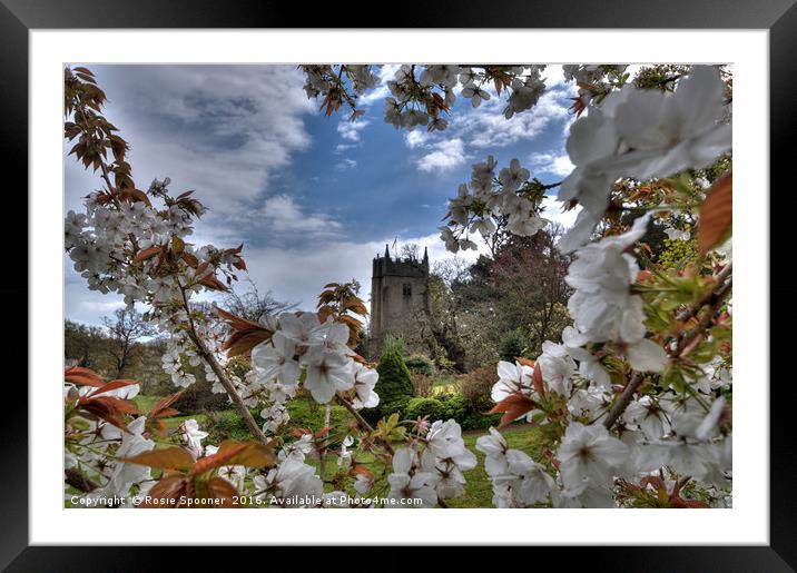 Cockington Church Torquay viewed through the spring blossom  Framed Mounted Print by Rosie Spooner