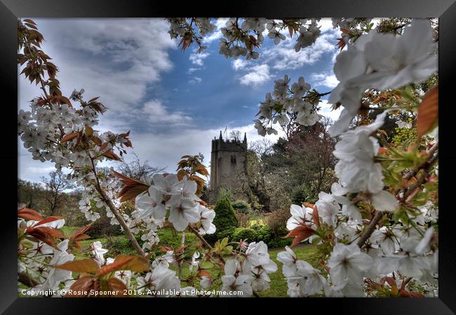 Cockington Church Torquay viewed through the spring blossom  Framed Print by Rosie Spooner