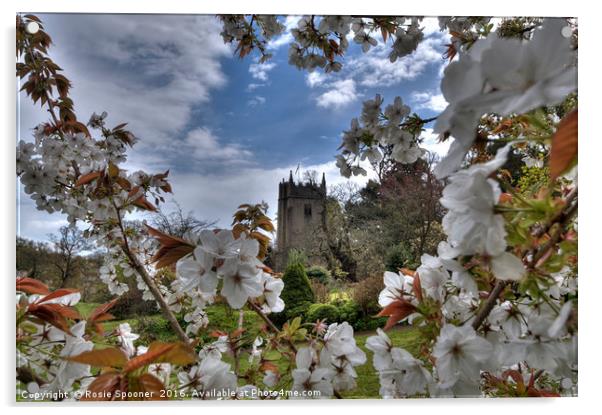 Cockington Church Torquay viewed through the spring blossom  Acrylic by Rosie Spooner