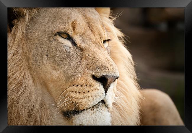The Lion King Framed Print by Simon Wrigglesworth