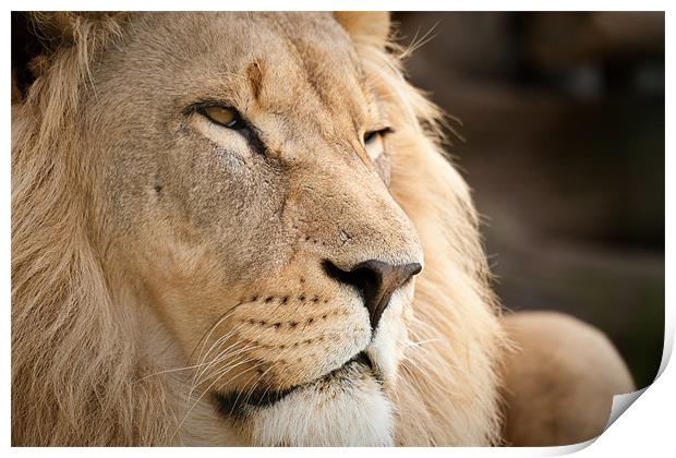 The Lion King Print by Simon Wrigglesworth