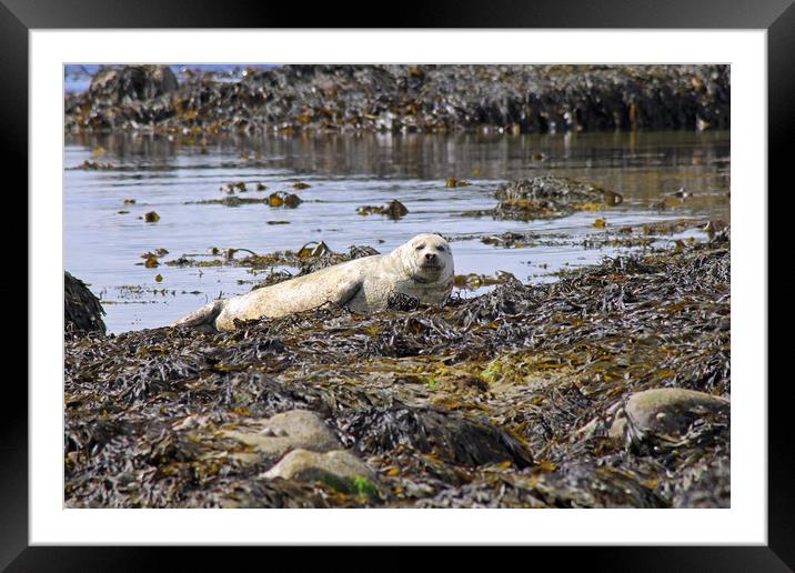 Common Seal Framed Mounted Print by Tony Murtagh
