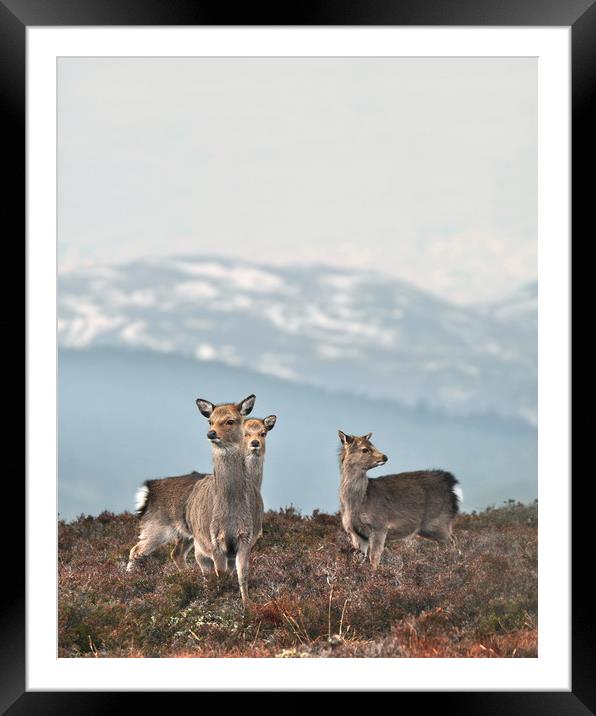 Sika Deer Framed Mounted Print by Macrae Images