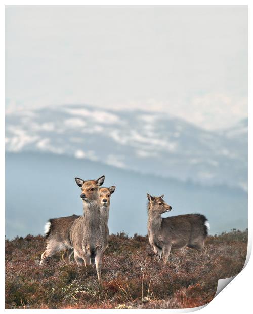 Sika Deer Print by Macrae Images