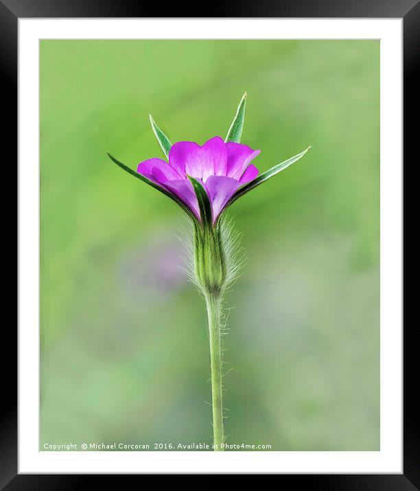 Floral Chalice Framed Mounted Print by Michael Corcoran