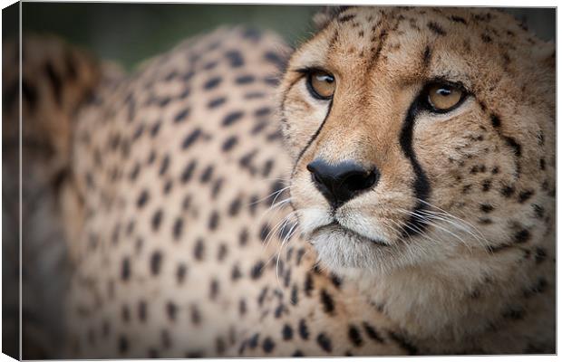 Love the Cheetah Canvas Print by Simon Wrigglesworth