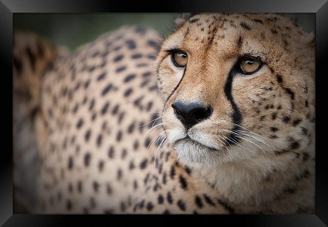 Love the Cheetah Framed Print by Simon Wrigglesworth