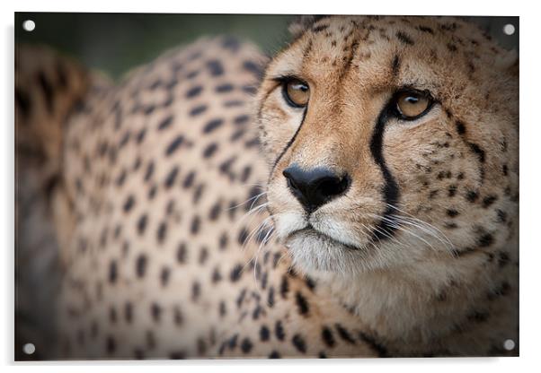 Love the Cheetah Acrylic by Simon Wrigglesworth
