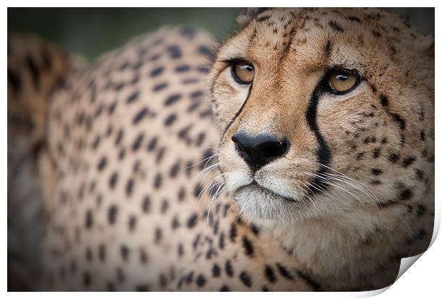 Love the Cheetah Print by Simon Wrigglesworth