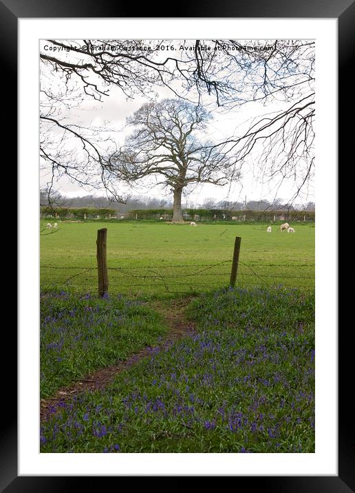 Bluebell Path Framed Mounted Print by Graham Custance