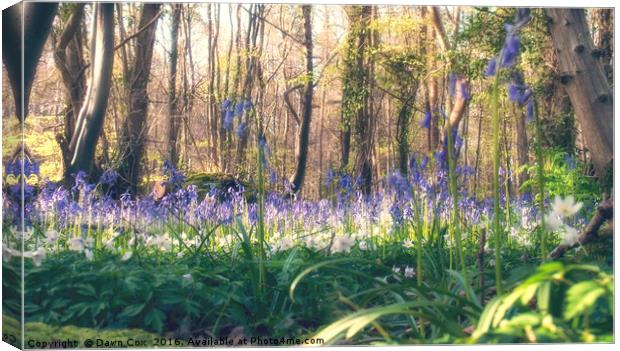 Bluebells and Wood Anemones Canvas Print by Dawn Cox