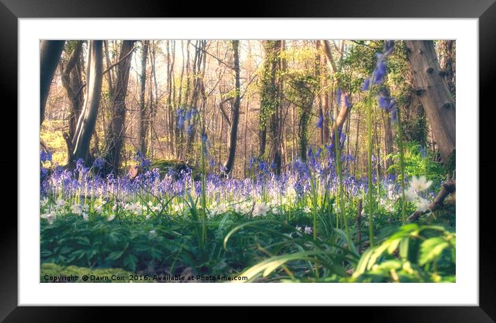 Bluebells and Wood Anemones Framed Mounted Print by Dawn Cox