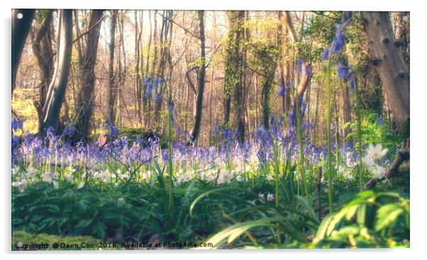 Bluebells and Wood Anemones Acrylic by Dawn Cox