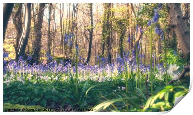Bluebells and Wood Anemones Print by Dawn Cox