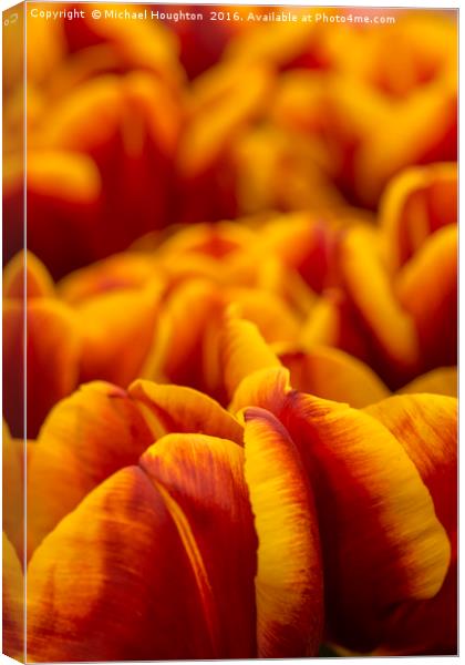 Tulips Abu Hassan Canvas Print by Michael Houghton