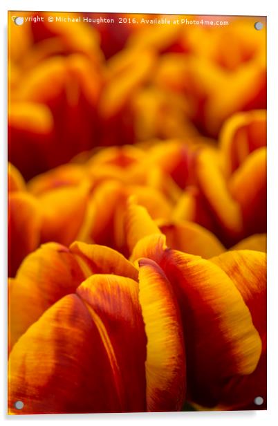 Tulips Abu Hassan Acrylic by Michael Houghton