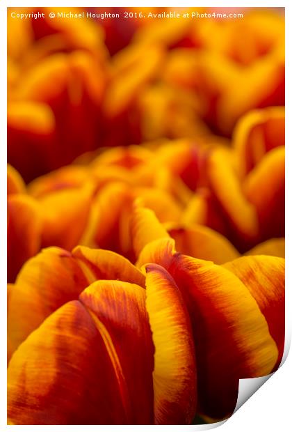 Tulips Abu Hassan Print by Michael Houghton