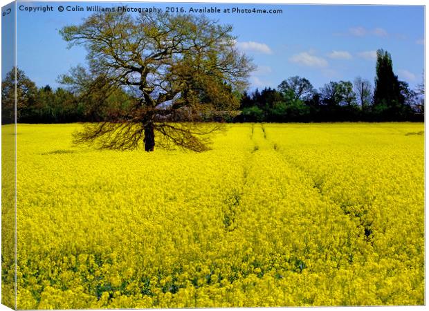 Mellow Yellow oilseed rape Canvas Print by Colin Williams Photography