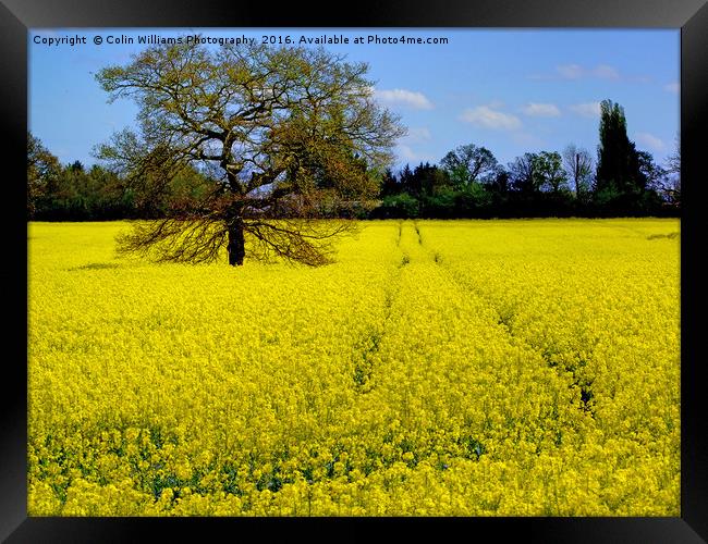 Mellow Yellow oilseed rape Framed Print by Colin Williams Photography