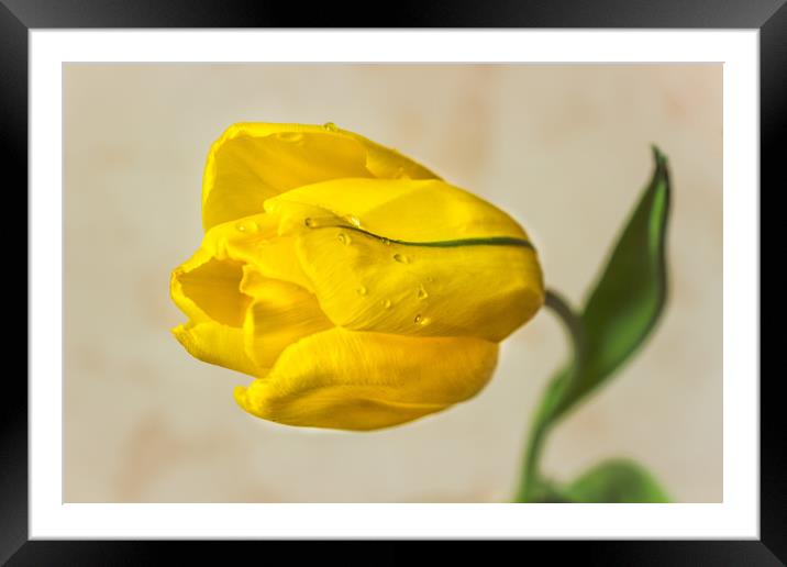 The Yellow tulip Framed Mounted Print by Svetlana Korneliuk