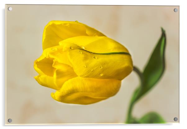 The Yellow tulip Acrylic by Svetlana Korneliuk