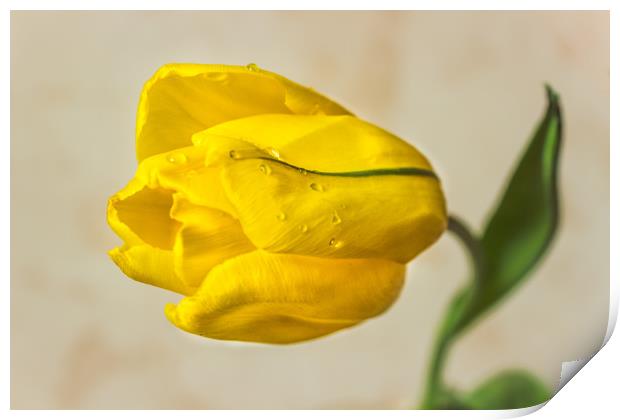 The Yellow tulip Print by Svetlana Korneliuk