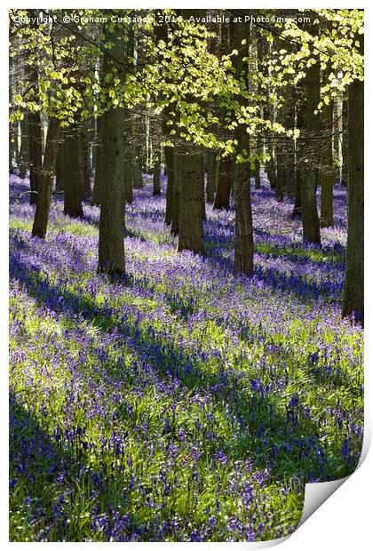 Carpet of Bluebells Print by Graham Custance